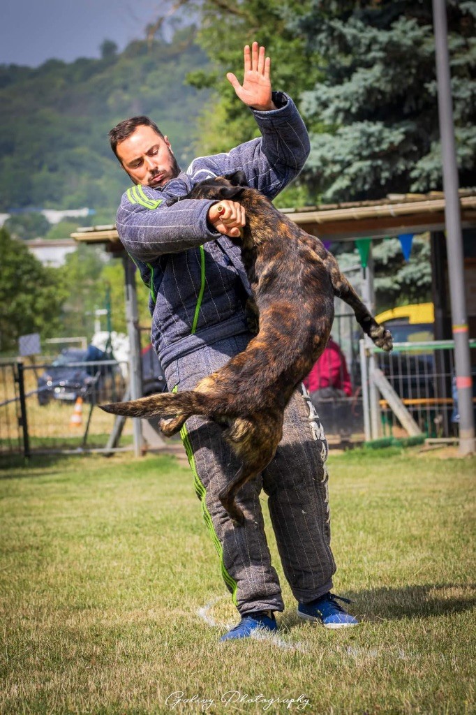 CH. Patrovite des crocs d'eben