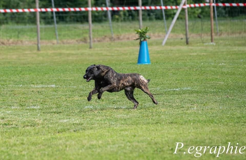 CH. Patrovite des crocs d'eben