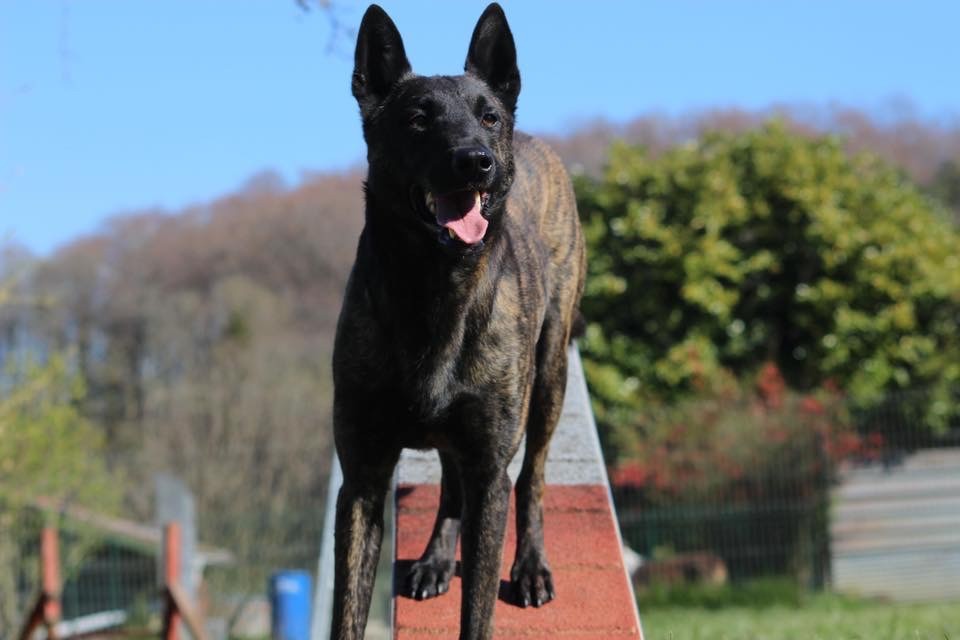 Mitsouko Guerlain dit Fayzer des Louves du Houtland en Agility
