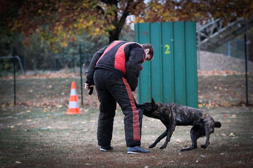 Mitsouko Guerlain dit Fayzer des Louves du Houtland en Ring